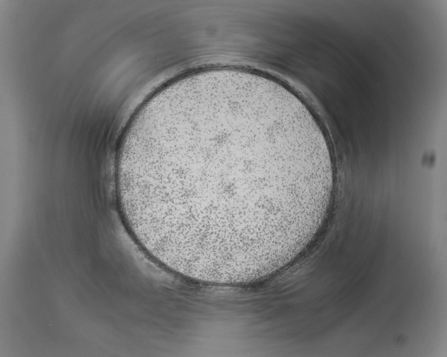 X0000113931295200911061211