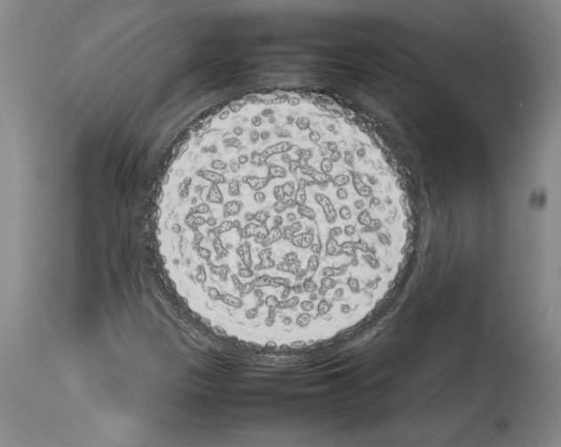 X0000113931305200911061210
