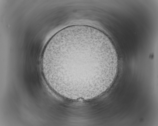 X0000113931517200911061208