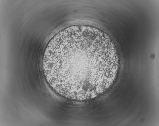 X0000113931521200911061208