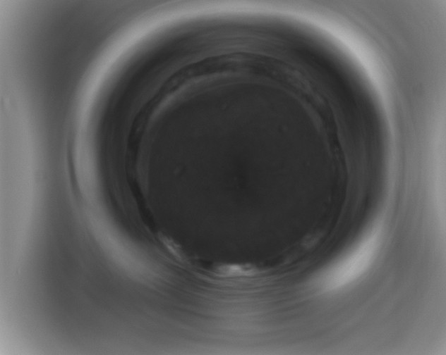 X0000113940239200910021308