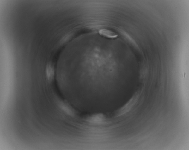 X0000113940124200910091630