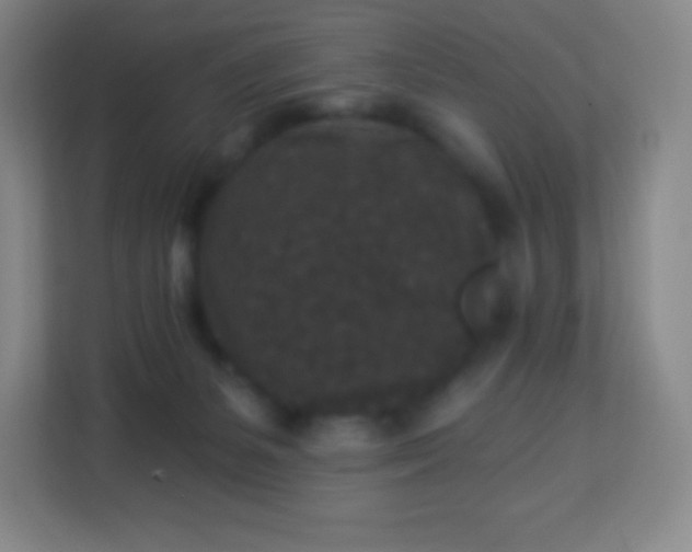 X0000113940127200910091630