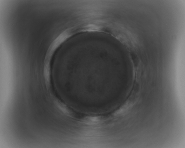 X0000113940295200910091628