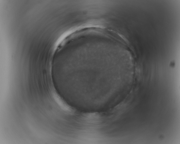 X0000113940100200910161924