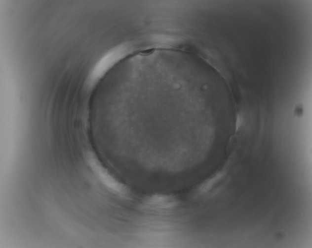 X0000113940101200910161924