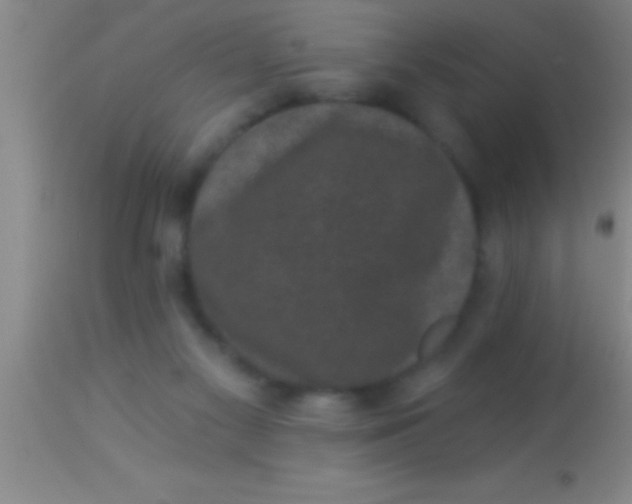 X0000113940117200910161924
