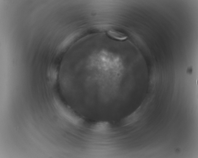 X0000113940124200910161924