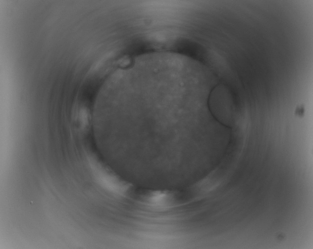 X0000113940130200910161924
