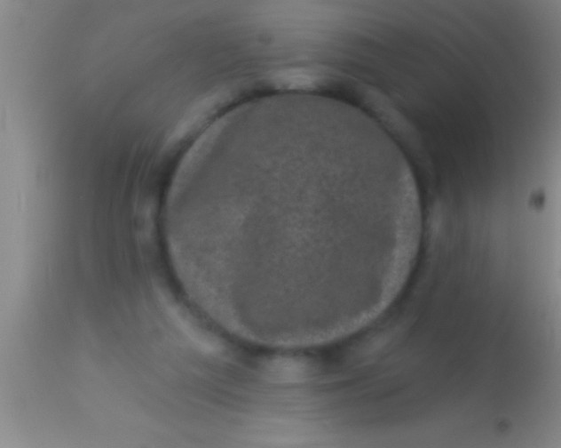 X0000113940209200910161923
