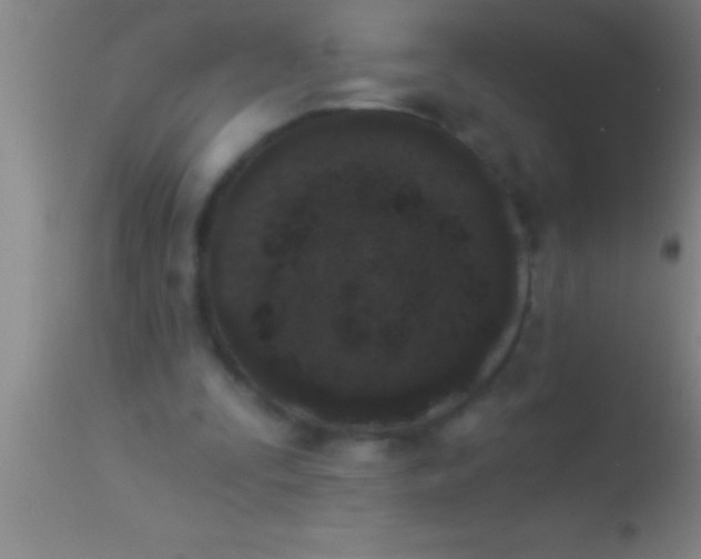 X0000113940295200910161921