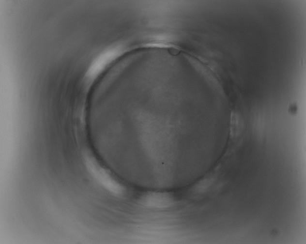 X0000113940296200910161921