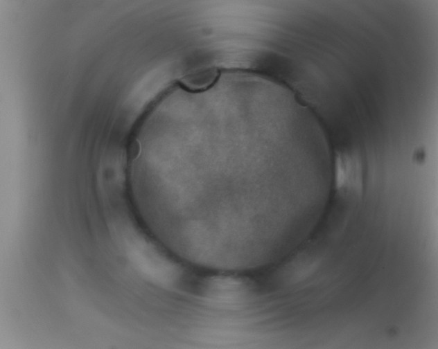 X0000113940300200910161921