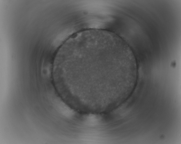 X0000113940305200910161921