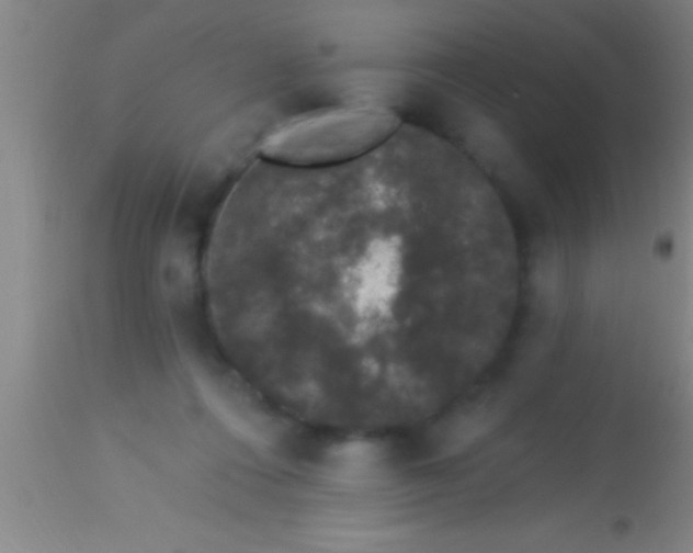 X0000113940312200910161921
