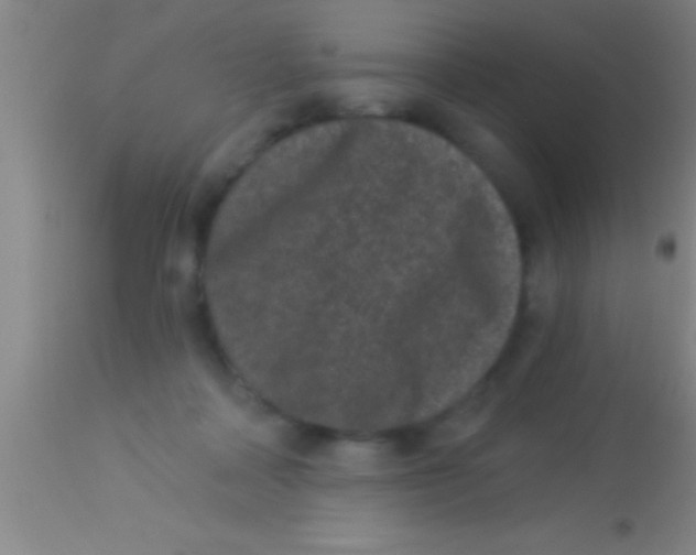 X0000113940314200910161921