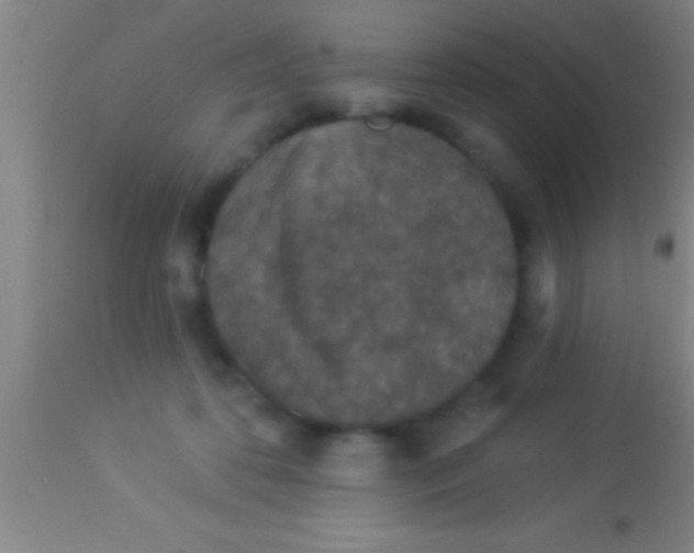 X0000113940316200910161921