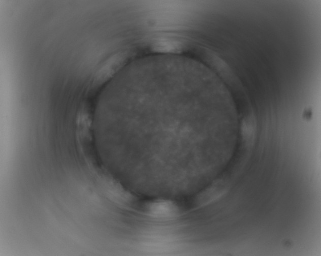 X0000113940322200910161921