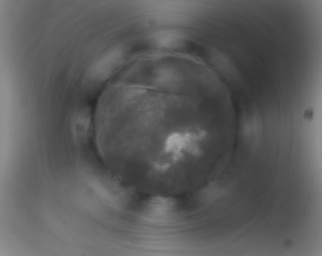 X0000113940328200910161921