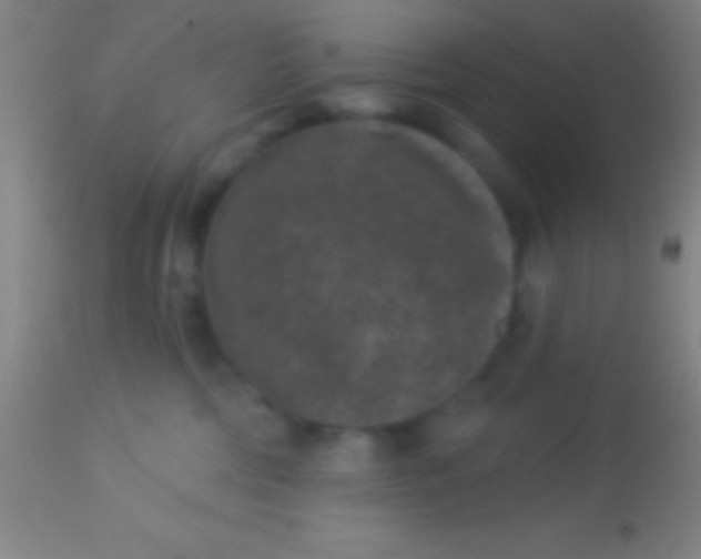 X0000113940330200910161921