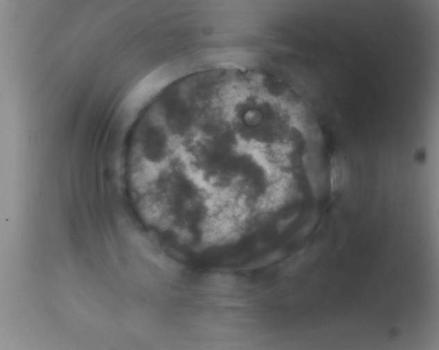 X0000113940339200910161920