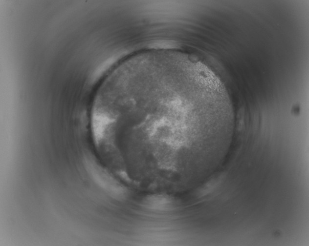 X0000113940351200910161920