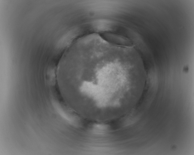 X0000113940360200910161920