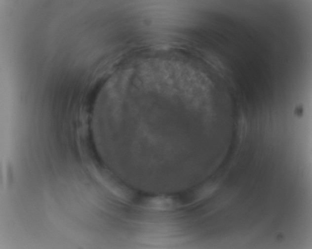 X0000113940366200910161920