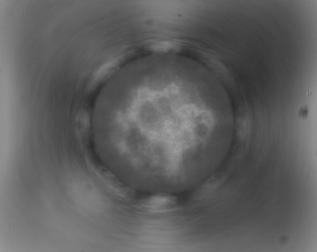 X0000113940375200910161921