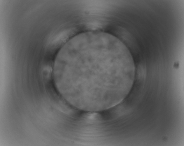 X0000113940427200910161919