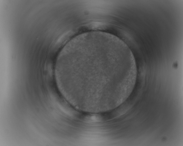 X0000113940506200910161918