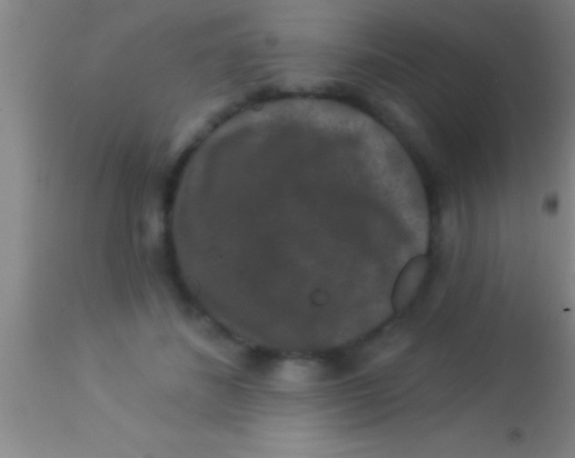 X0000113940508200910161918