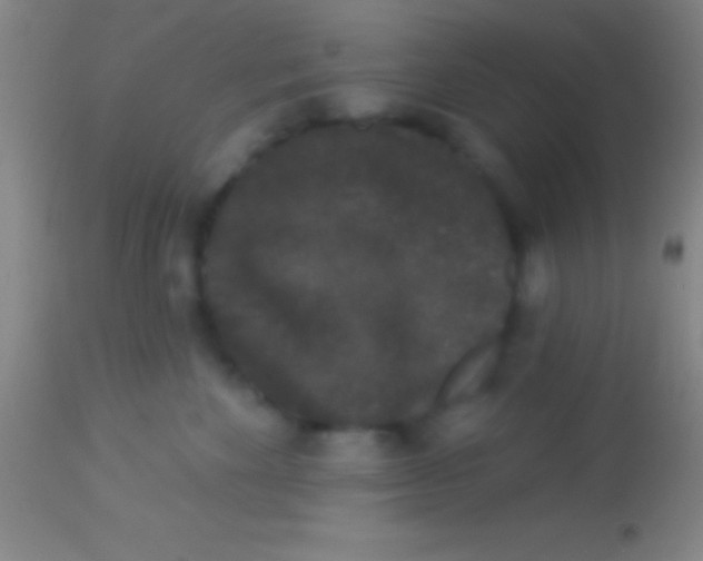 X0000113940524200910161918