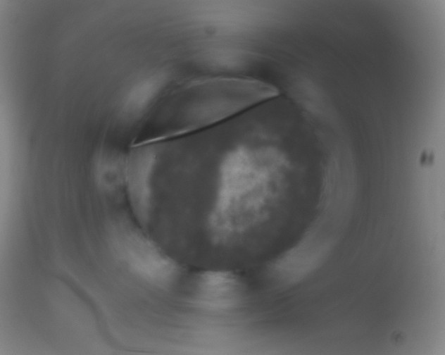 X0000113940528200910161918