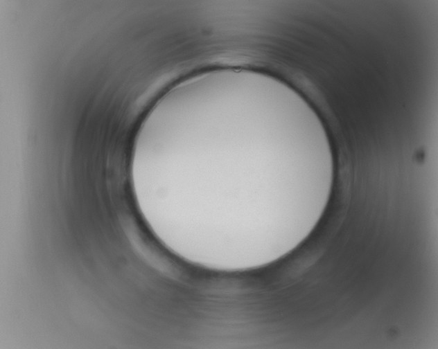 X0000113940530200910161917