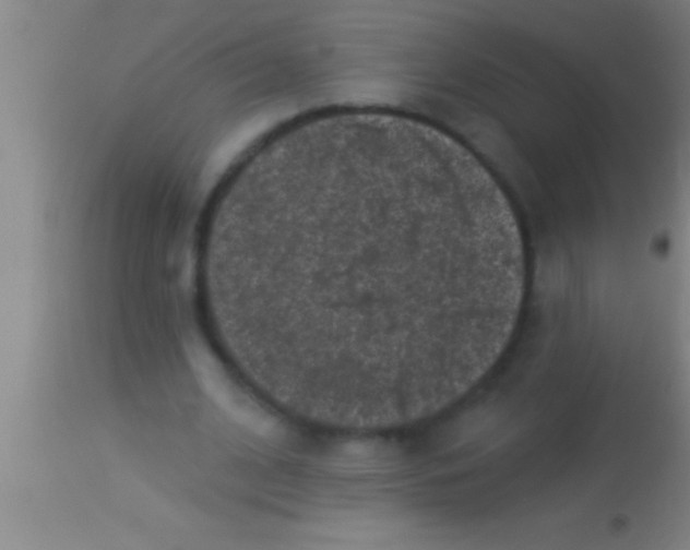 X0000113940584200910161917
