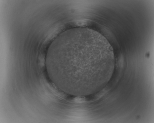 X0000113940606200910161917