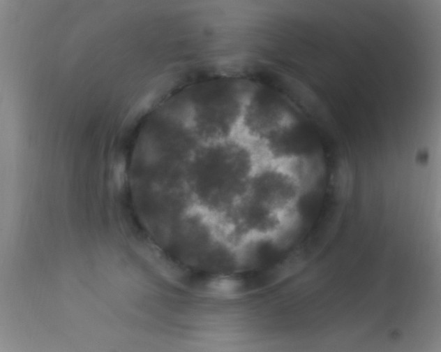 X0000113940610200910161916