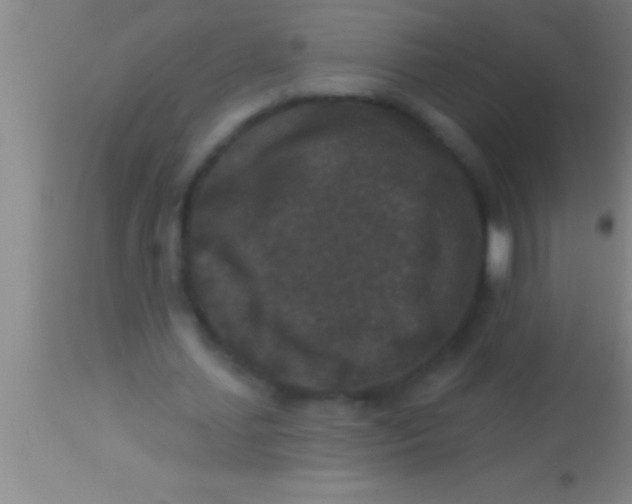 X0000113940627200910161916