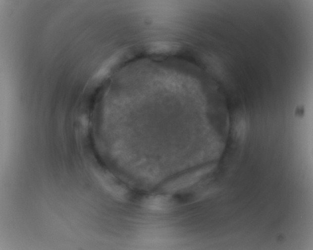X0000113940716200910161915