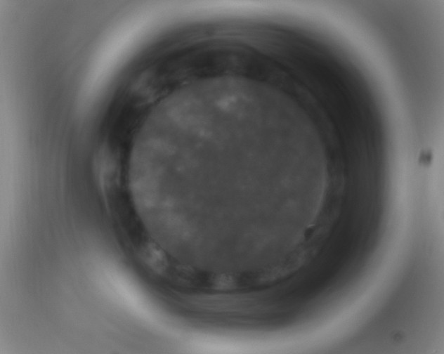 X0000113940766200910161915