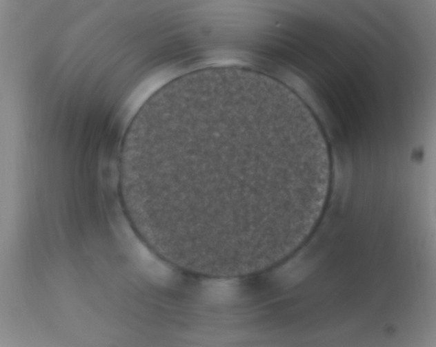 X0000113940810200910161913