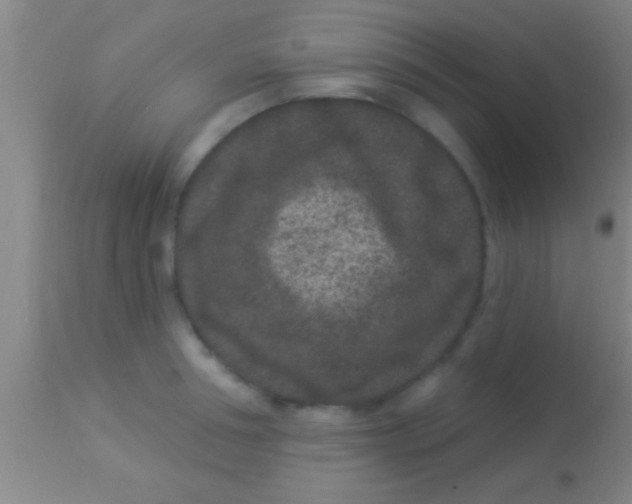 X0000113940994200910161911