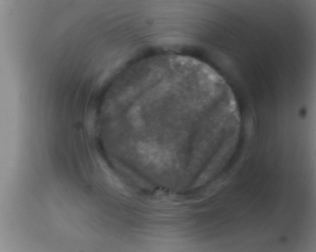 X0000113941060200910161910