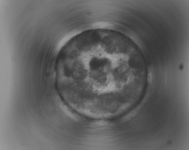 X0000113941117200910161908