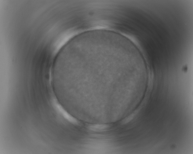 X0000113941294200910161906