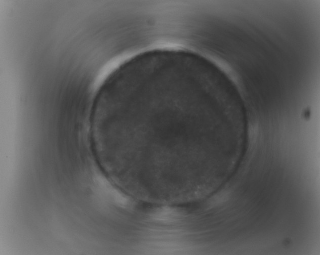 X0000113941327200910161906