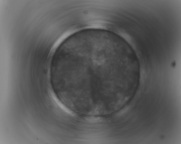 X0000113941331200910161906