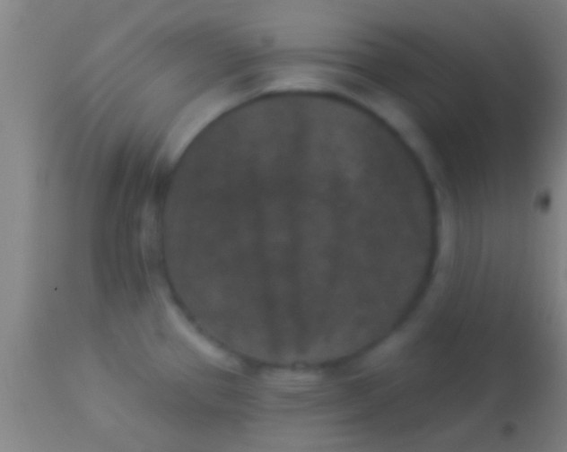 X0000113941337200910161906