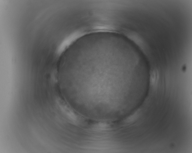 X0000113941357200910161905